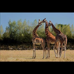 Girafes du Parc Animalier de Branféré Le Guerno 56
