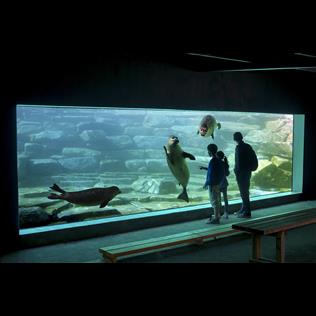 L'aquavision avec ses phoques dans l'espace marin du Parc Animalier de Branféré Le Guerno 56